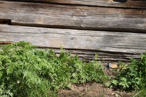 old wooden wall